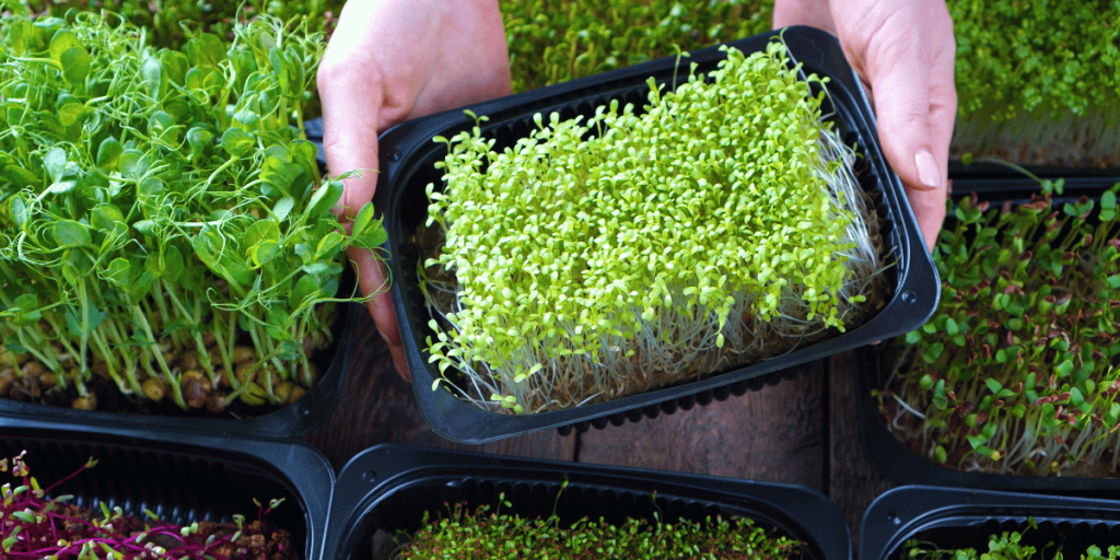 How to Grow Cilantro Microgreens: Tips for Slow Germination